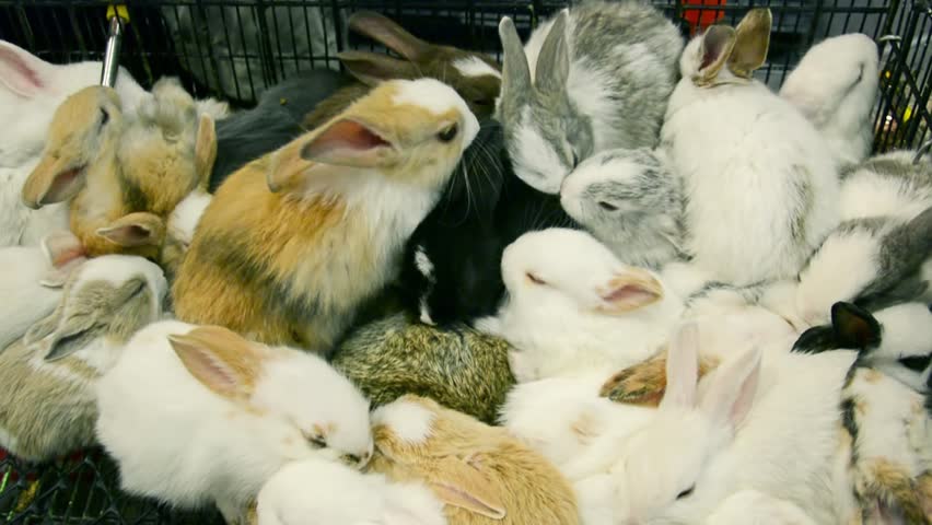 White Dwarf Rabbit image - Free stock photo - Public Domain photo - CC0 ...