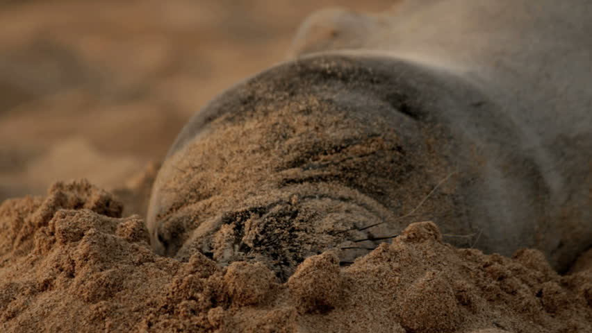Sandy Face Hawaiian Monk Seal Stock Footage Video (100
