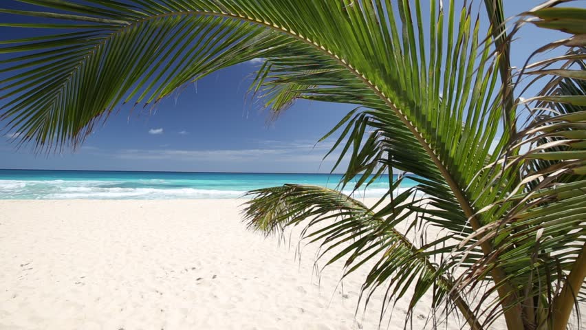 Palm Tree Foliage Moving On Stock Footage Video 100 Royalty Free Palm Tree Foliage Moving On Stock Footage Video 100 Royalty Free 16978054 Shutterstock
