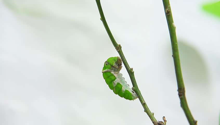 Header of larval