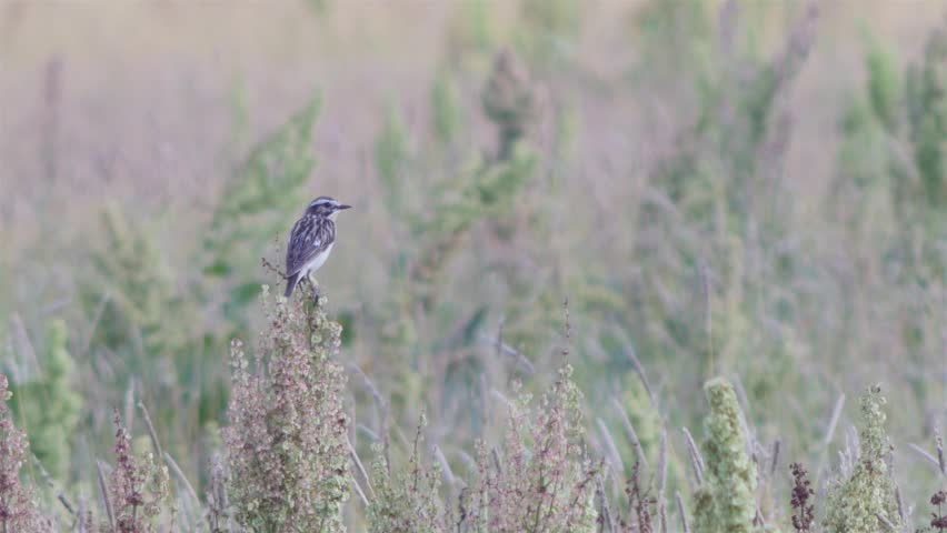 Header of lark