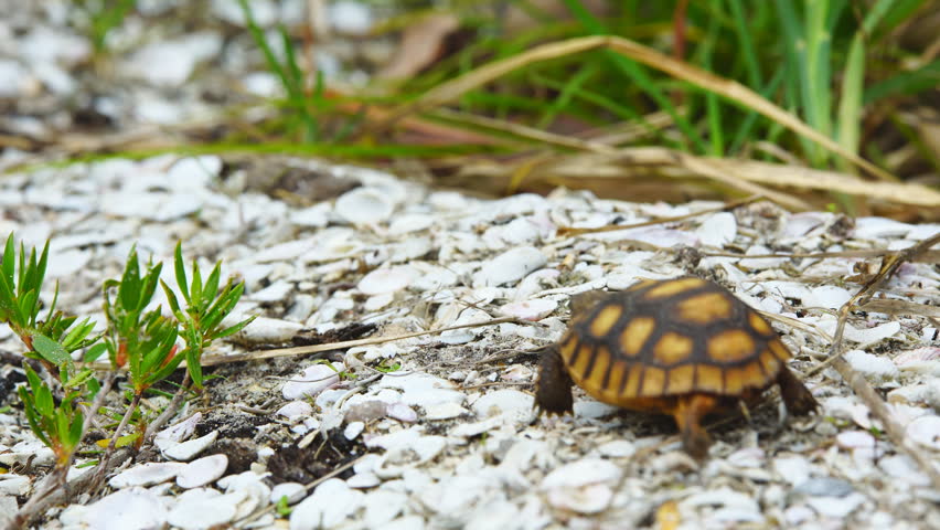 Gopher Tortoise Gopherus Polyphemus Baby Stock Footage Video