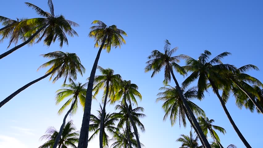Miami Beach Palms The Best Beaches In World Miami Beach Palms The Best Beaches In World
