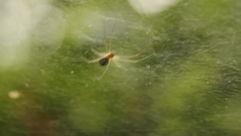 Header of Linyphiidae