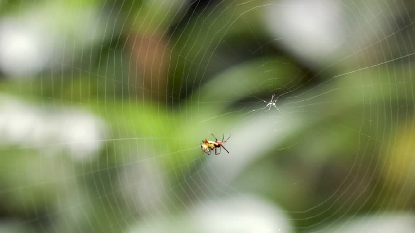 Header of micrathena