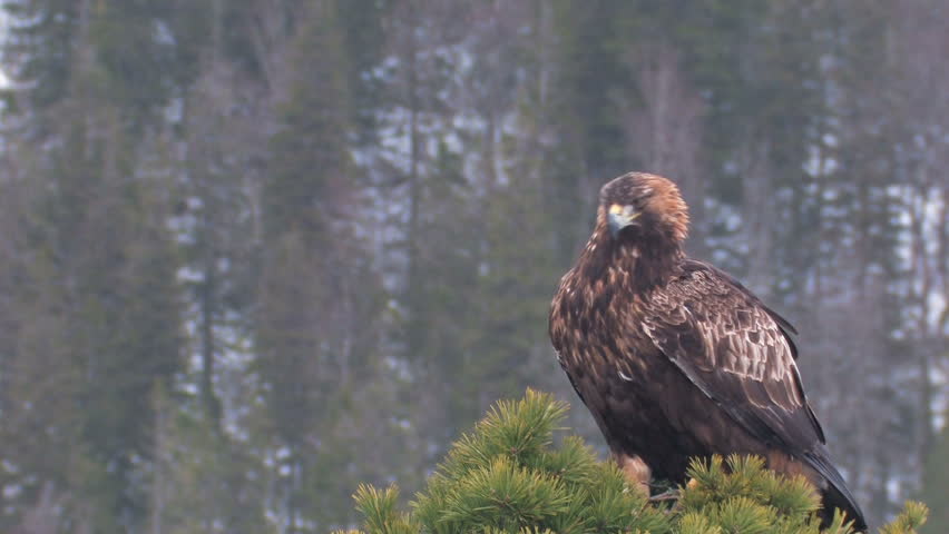 Golden Eagle Stock Video Footage Golden Eagle Hd Video