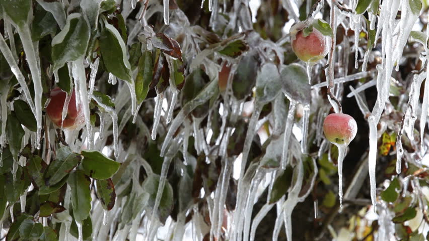 Ice Cycles And Frozen Apples On The Apple Tree Branch. Ice Cycles ...