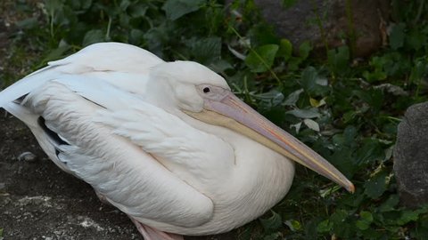 Pelican Sleeping Stock Video Footage - 4K and HD Video Clips | Shutterstock