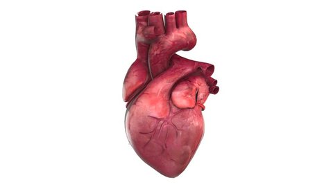 Human Heart Animation Isolated White Background Stock Footage Video (100%  Royalty-free) 18156994 | Shutterstock