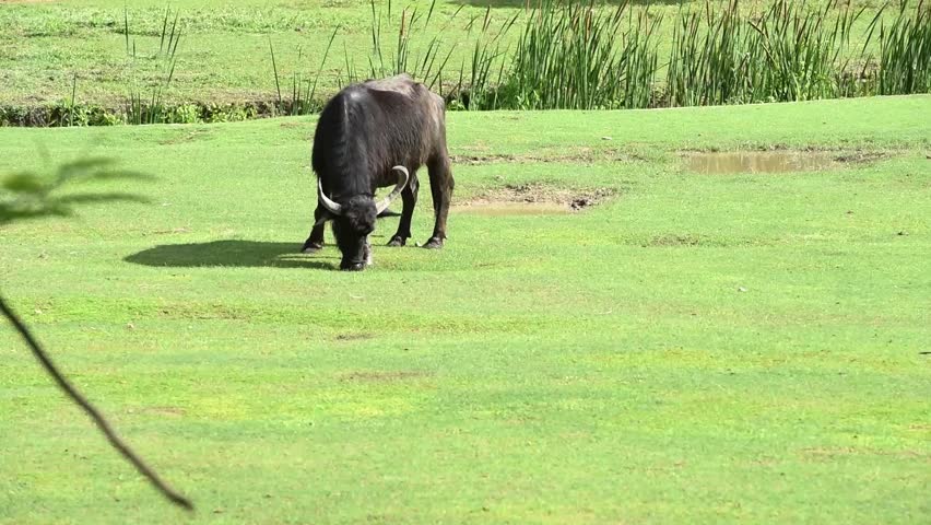 Header of American buffalo