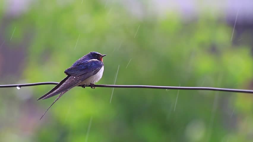 Header of swallow
