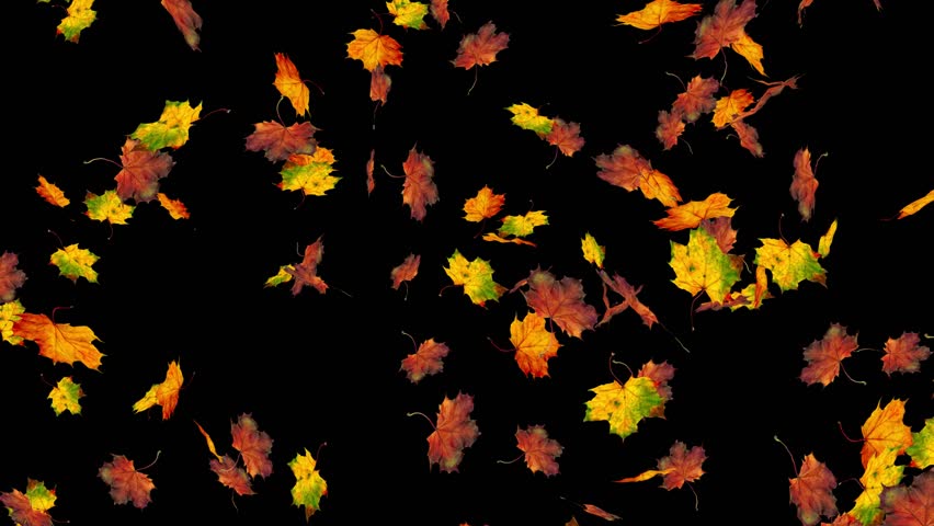 Autumn Leaves Loop. Seamless Loop Of Autumn Leaves Falling. Alpha Matte ...