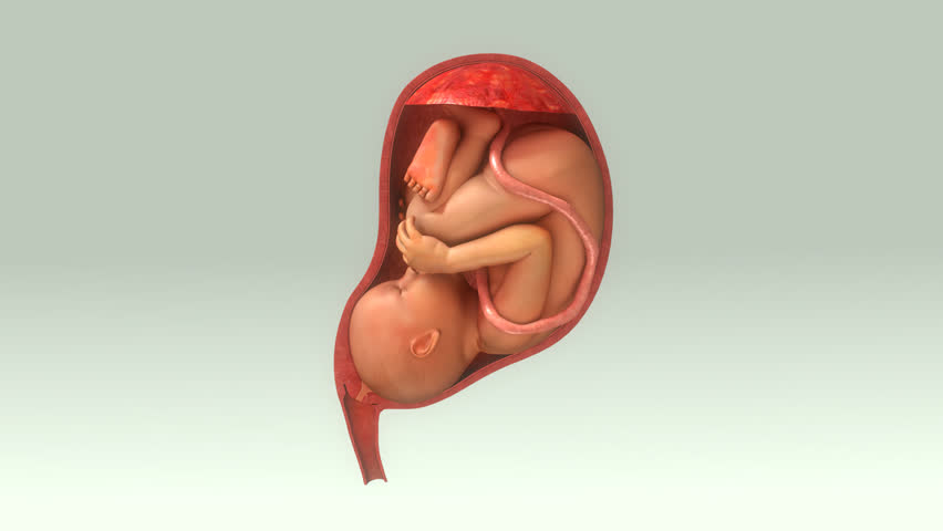 Header of womb