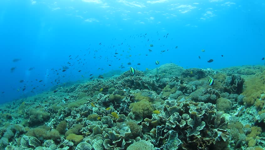 Underwater Coral Reef Scene With Tropical Fish In Indonesia Stock ...