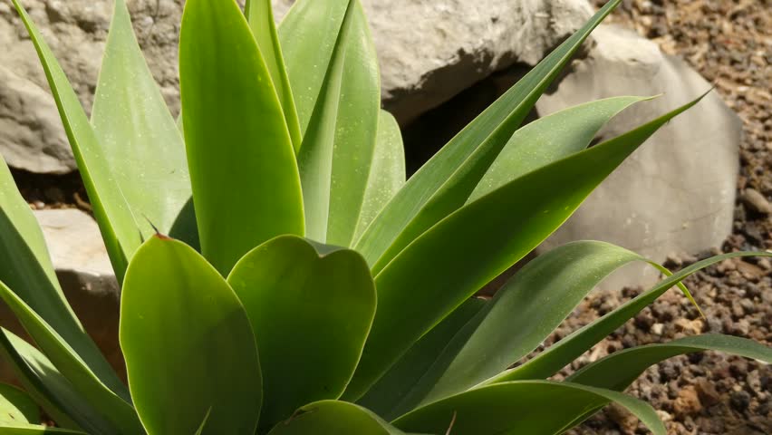 Header of Agave Attenuata