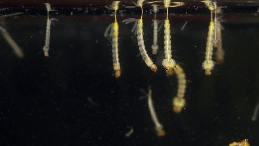 Header of mosquito