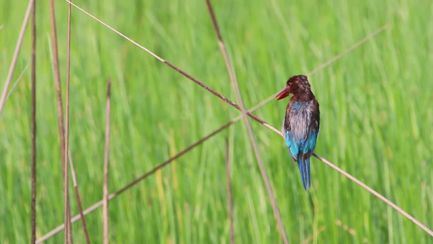 Indian Roller Or The Birds Stock Footage Video 100 Royalty Free 19105954 Shutterstock - 