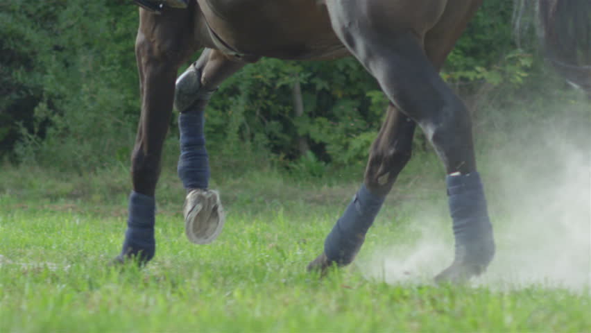 SCARICARE SFONDO FOTO DRESSAGE