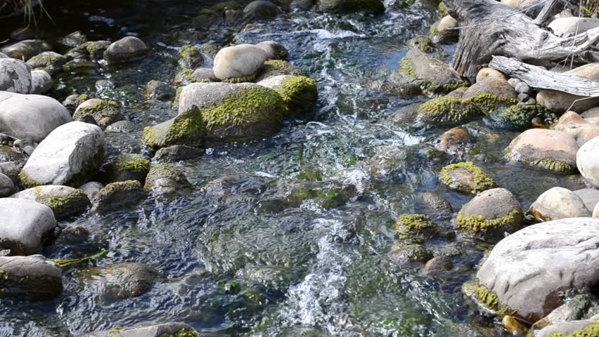 Fresh Water Brook. Running Water Stock Footage Video (100