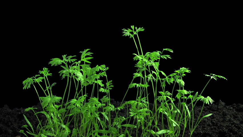 Phototropism Effect In Unrolling Fern Frond 7x1 In PNG+ Format With ...