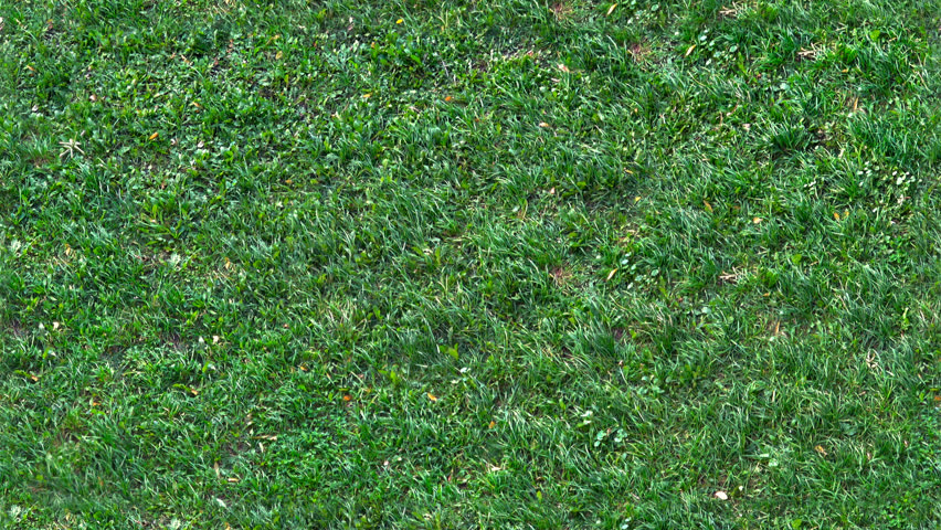 Grass Texture Image Free Stock Photo Public Domain Photo Cc0 Images