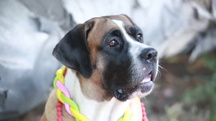 Header of st. bernard