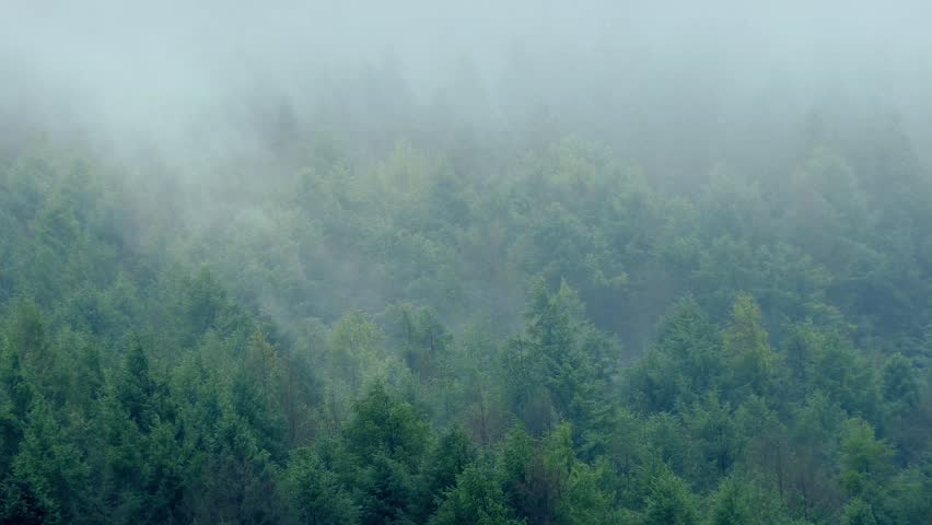 Header of misty