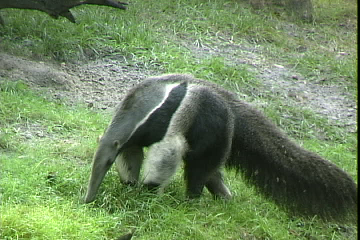 Header of anteater