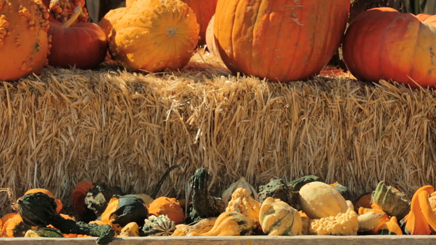 Image result for haystack holiday