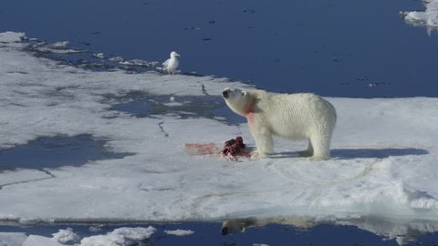 Почему белые медведи едят пингвинов ответ