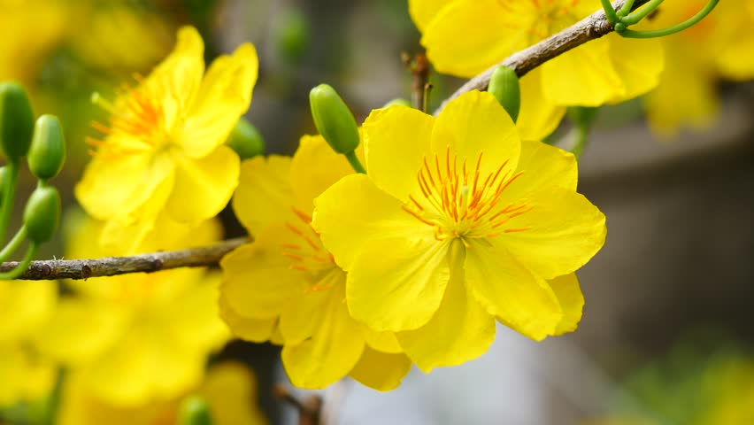 Apricot Blossom (Ochna Integerrima), Yellow Apricot Flowers Bloom In ...