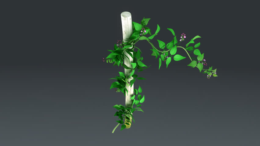 Header of broad bean