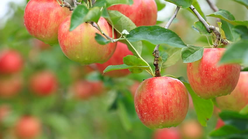 Header of orchard