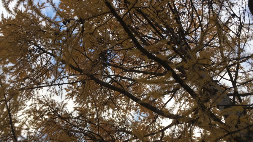 Header of Larch