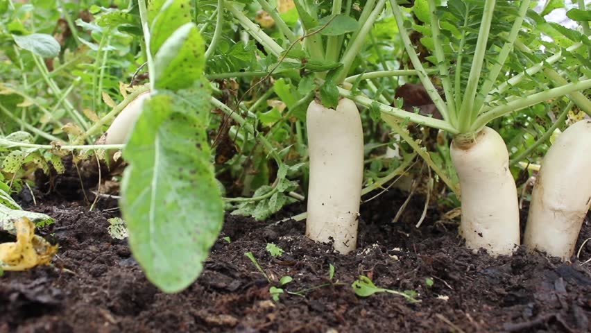 Hand Gardener Pulls Ripe Daikon Stock Footage Video 100 Royalty Free 20611204 Shutterstock Hand Gardener Pulls Ripe Daikon Stock Footage Video 100 Royalty Free 20611204 Shutterstock