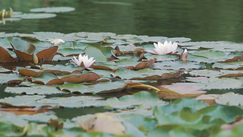 Header of nympha