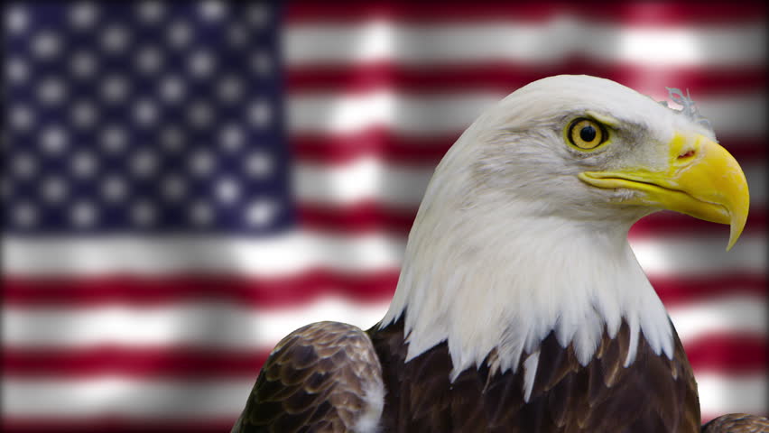 Bald Eagle Staring At The Stock Footage Video 100 Royalty Free 21079474 Shutterstock