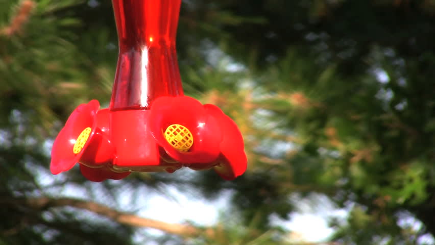 Hummingbird Feeder Stock Footage Video 100 Royalty Free