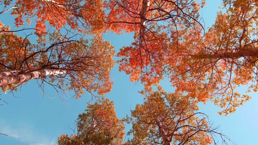 Header of heavenward