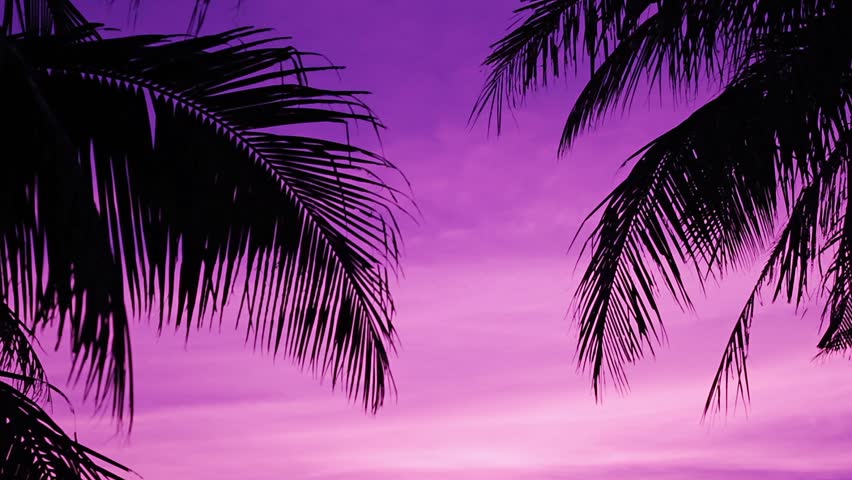 purple palm trees wallpaper