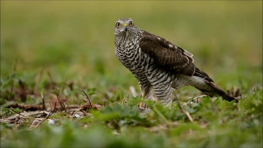 Header of Accipiter nisus