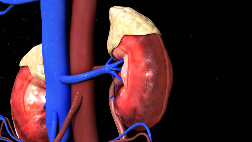 Human Kidneys Stock Footage Video (100% Royalty-free) 22109794