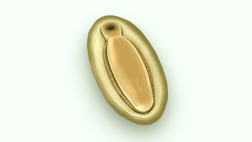 Header of chiton