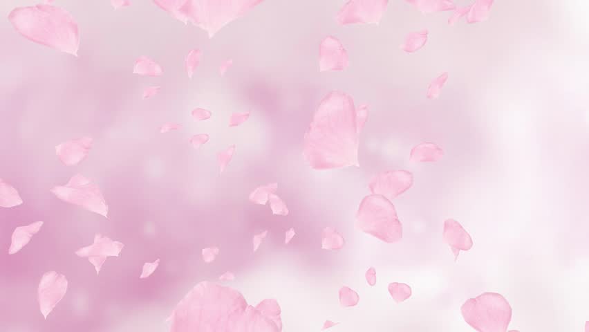 Falling And Swirling Pink Rose Petals Or Cherry Tree Blossoms. Spring ...