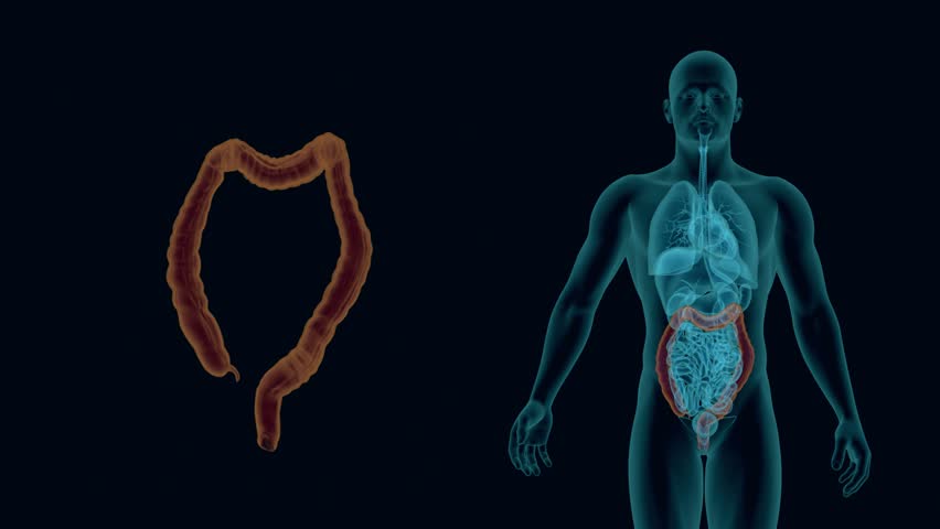 Anatomy of Human Colon with Stockvideos & Filmmaterial (100 %