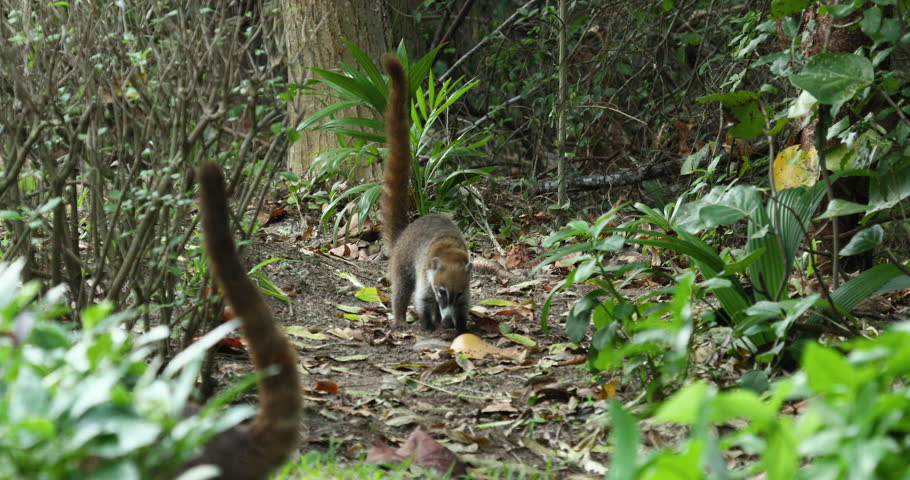 Yucatan, Mexico - Dec 2016: Coati Mundi Wildlife Animals Mexico Jungle 