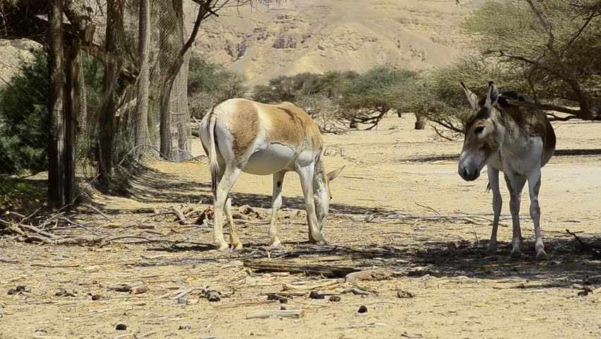 Header of onager