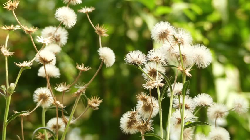 Header of ironweed
