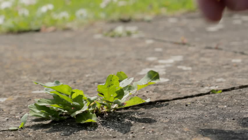 Header of weedkiller