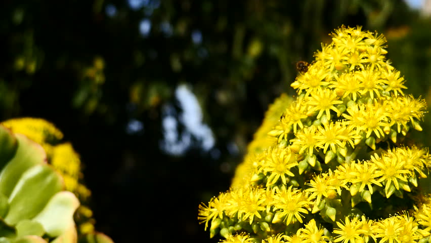 Header of Aeonium arboreum